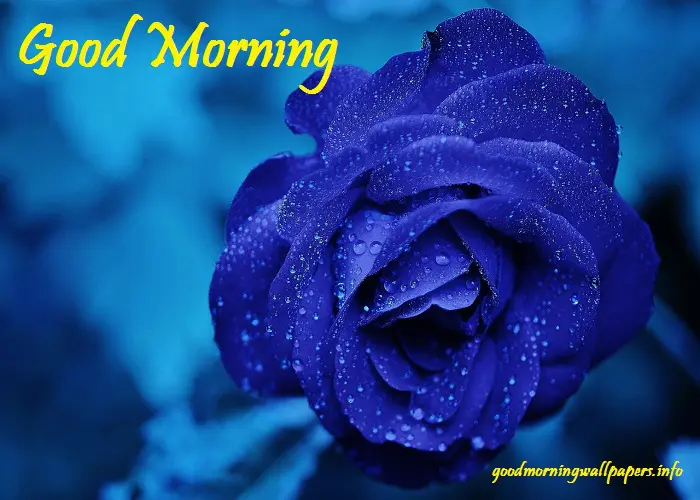 Good Morning Blue Flowers