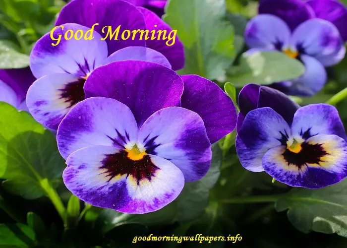 Good Morning Flower Images New