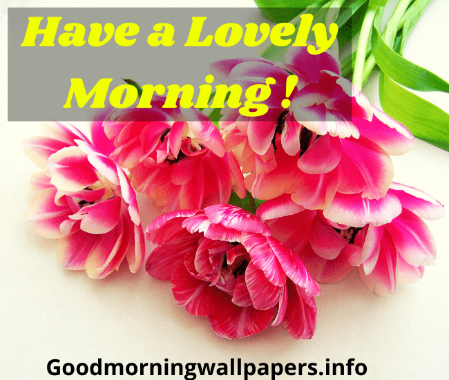 Good Morning Flower Wallpaper HD Download