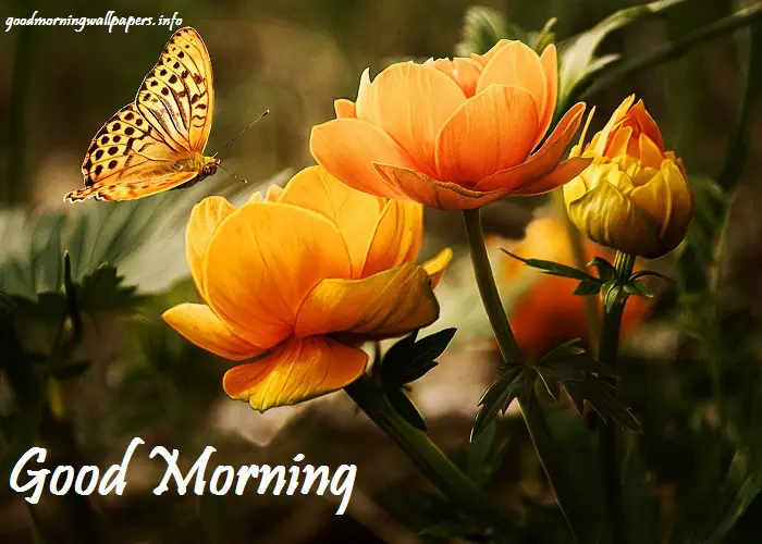 Good Morning Pictures HD
