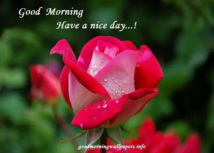 Good Morning Rose Flower Images Free Download