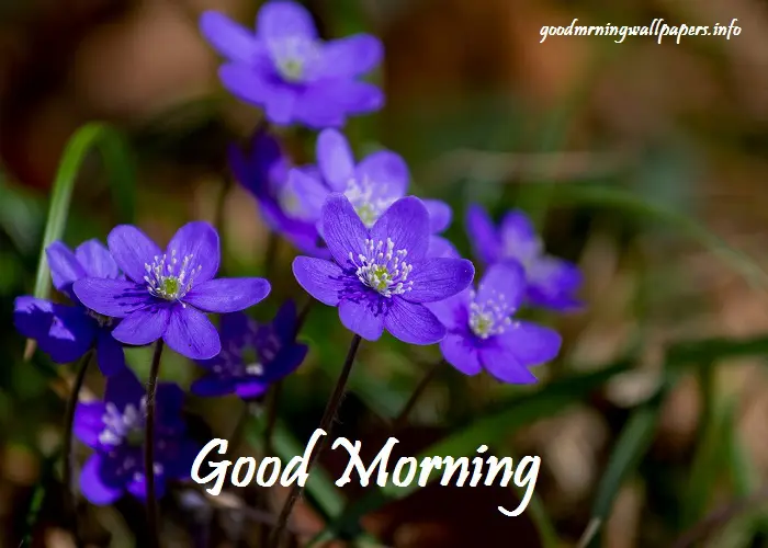 Good Morning Wallpapers Downloads