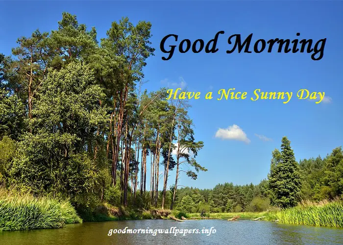 Good Morning Tree Images