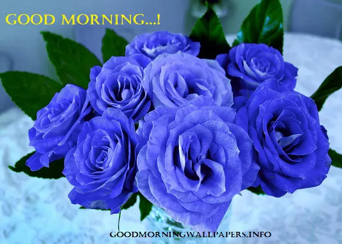 Good Morning Images With Blue Rose Flowers