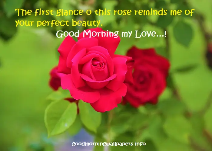 Good Morning Romantic Rose