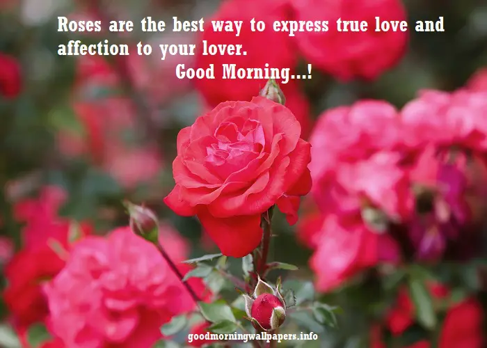 Good Morning Roses Pictures