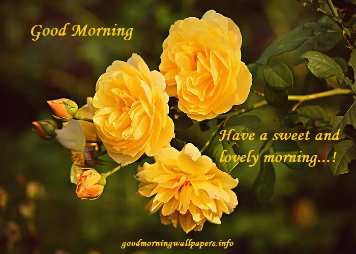 Good Morning Wishes With Yellow Roses