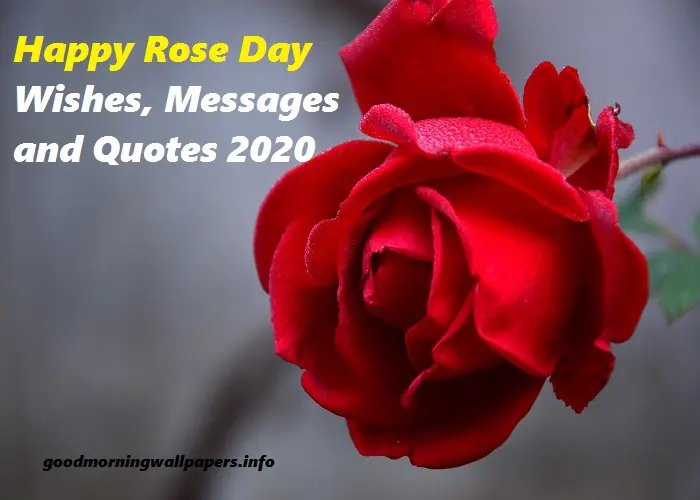 Happy Rose Day 2020