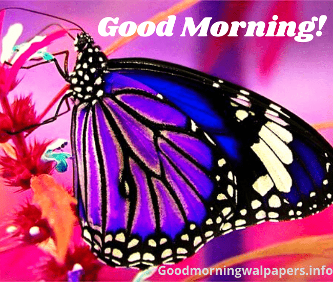 Butterfly Good Morning Photo
