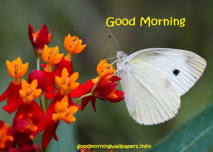 Flower Good Morning Butterfly