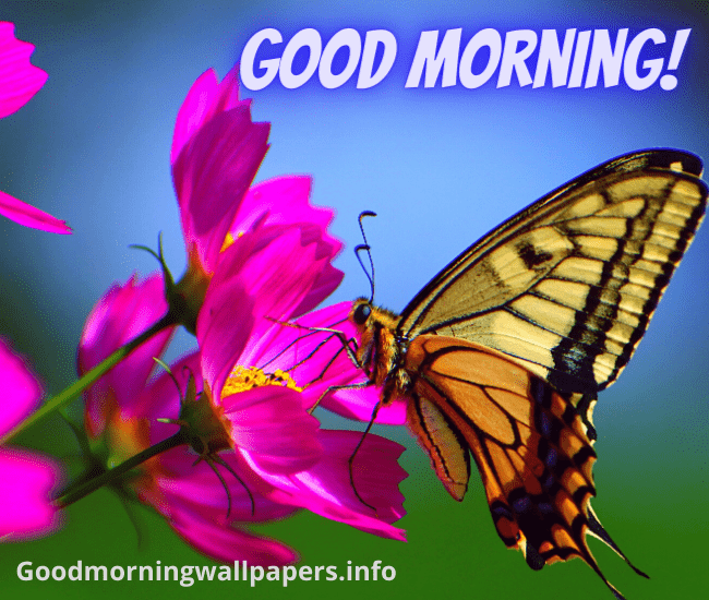 Good Morning Butterfly on Pink Flower