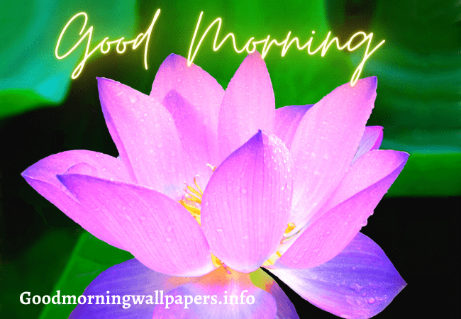 Nature Good Morning Pink Lotus Image