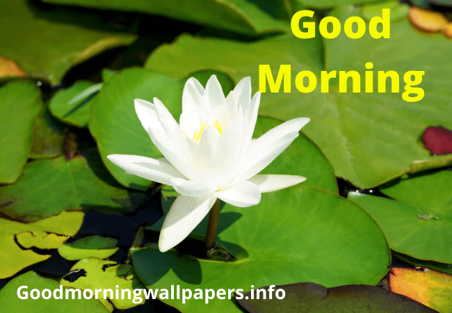 Good Morning Pond Lotus White Flower Image