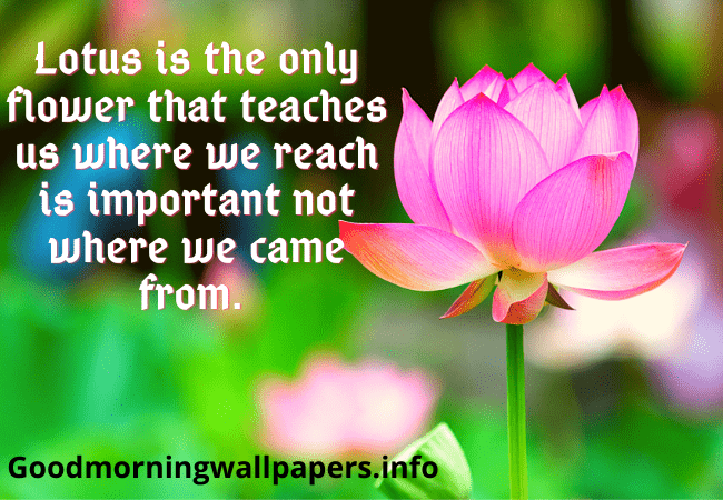 Good Morning Quotes with Lotus Flower Images