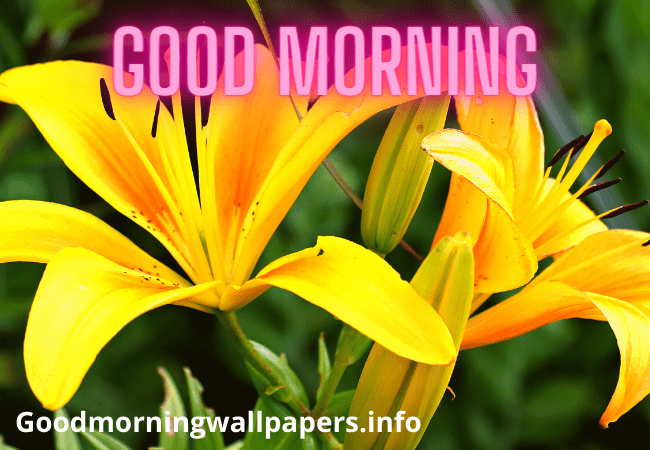 Stargazer Good Morning Yellow Lily Flower Image