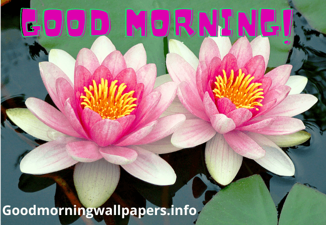 New Good Morning Lily Flower Images