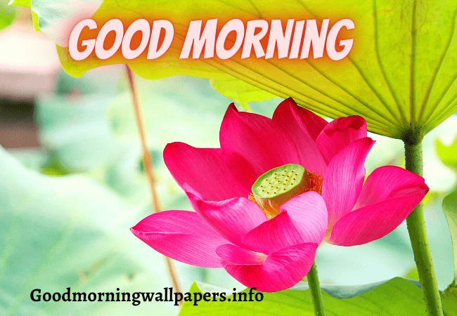 Whatsapp Good Morning Lotus Flower Images.