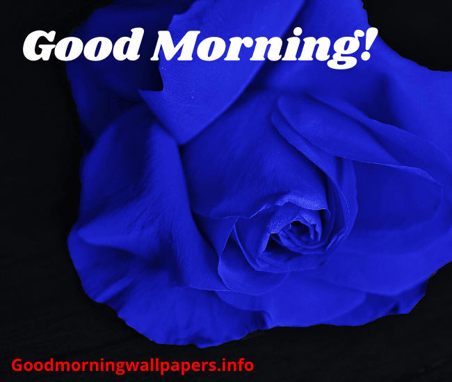 Good Morning HD Blue Rose Wallpaper