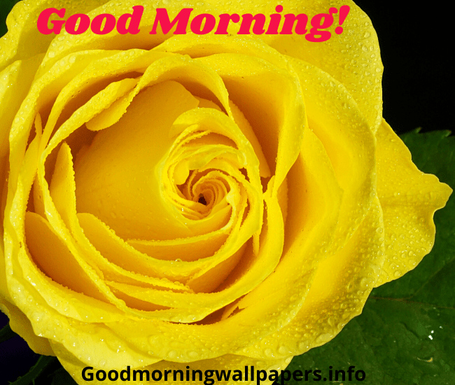 Good Morning Yellow Rose Wallpaper Image