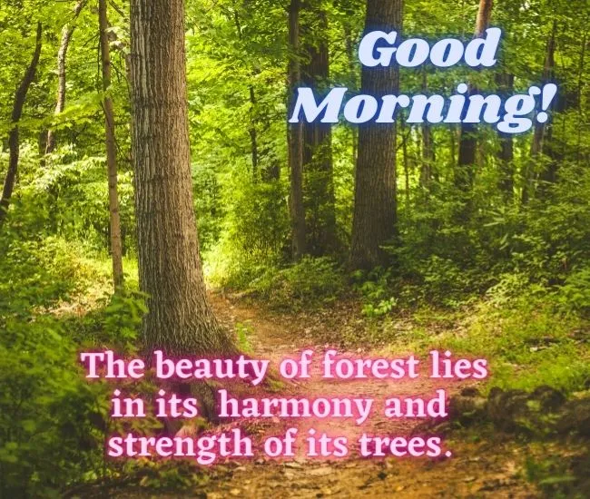 Good Morning Forest Images