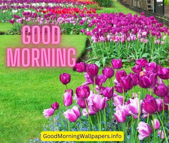 Good Morning Purple Tulips