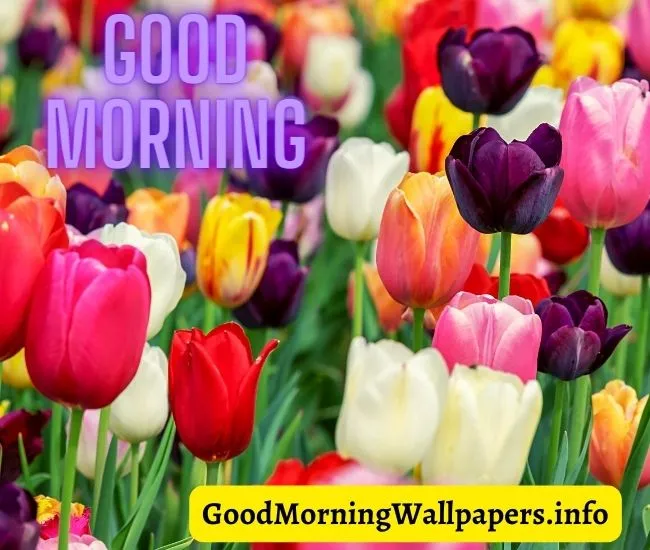 Good Morning Tulip Flower