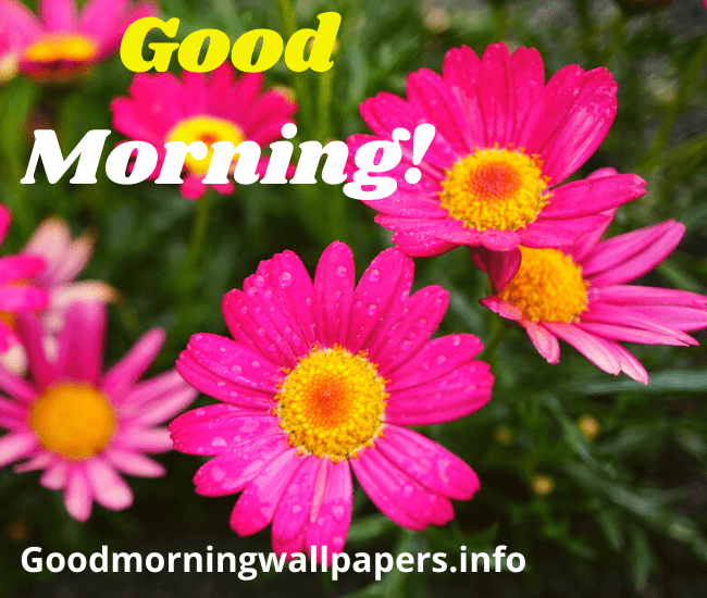Good Morning Beautiful Pink Flower HD Wallpaper Images