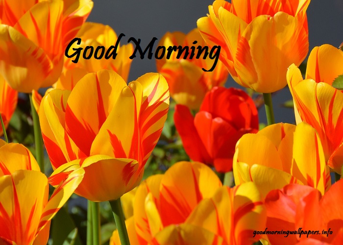 Good Morning Flowers HD