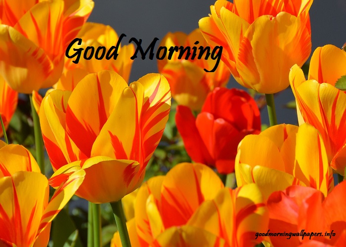 199 Good Morning Flower Images Wallpapers Hd Pictures For Whatsapp