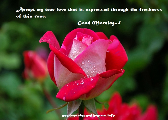 good morning red roses with quotes