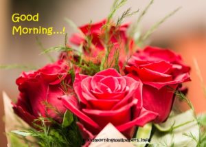 100+ Good Morning Images with Red Rose Flowers {HD Wallpapers Collection}