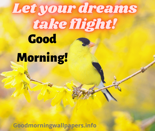 Good Morning Quotes with Birds