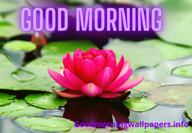 Beautiful Good Morning Water lily HD image