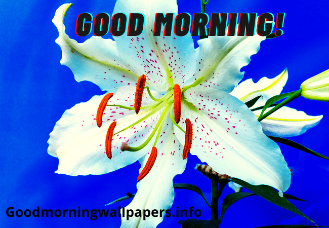 Good Morning Blue Lily Image