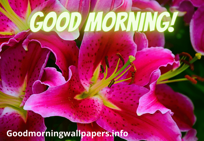 Stargazer Lily Good Morning Pink Lily Flowers