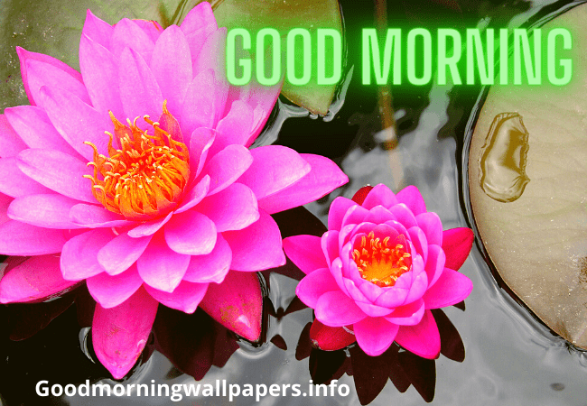 Good Morning Water Lotus High Quality Image