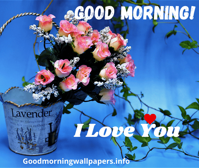 Good Morning Beautiful Rose Wallpaper I love you