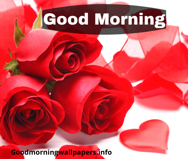 Good Morning Rose Wallpaper HD Download Free Good Morning photo Pics Pictures Wallpaper Free Download