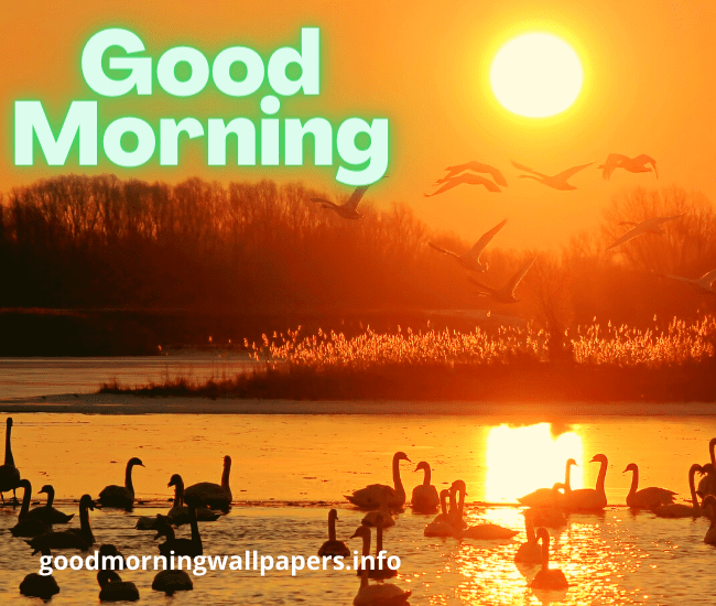 Sunrise Good Morning Birds