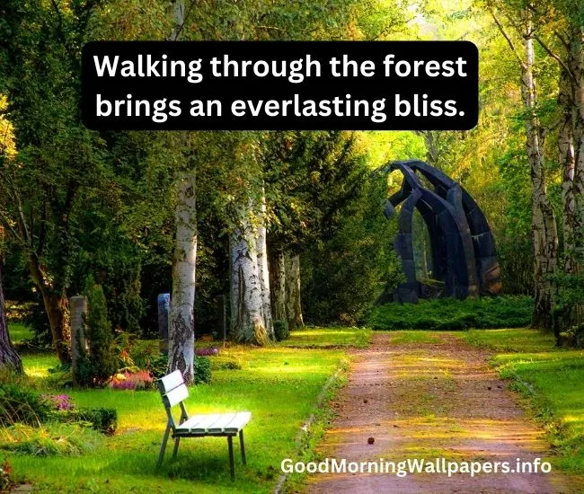 Good Morning Forest Images HD [Forest Quotes 2023]