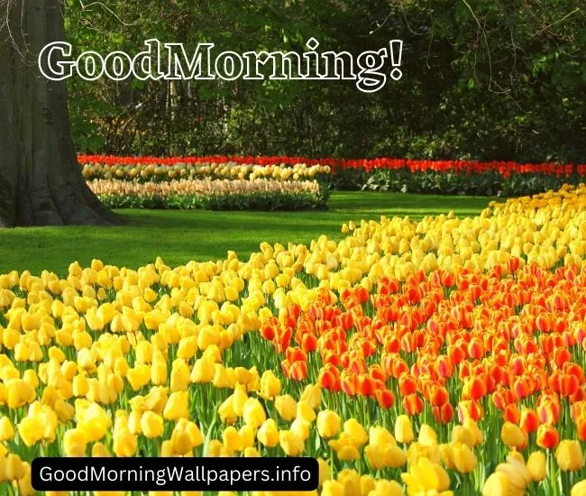 Good Morning Tulip Pictures for Whatsapp