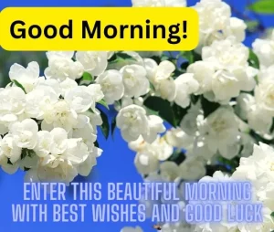 Good Morning With Jasmine Flowers