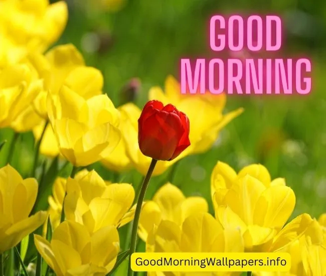 Good Morning Yellow Tulips