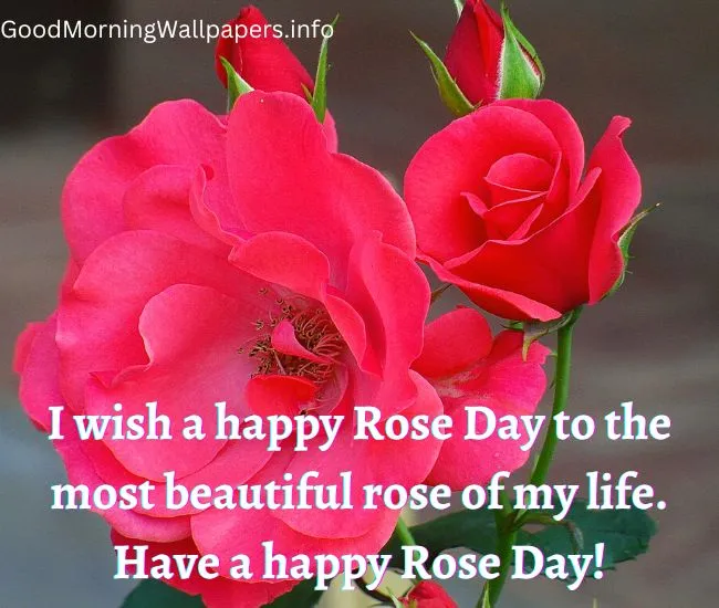 Happy Rose Day Status