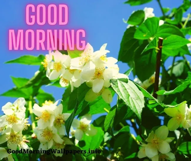 Jasmine Flower Good Morning Images